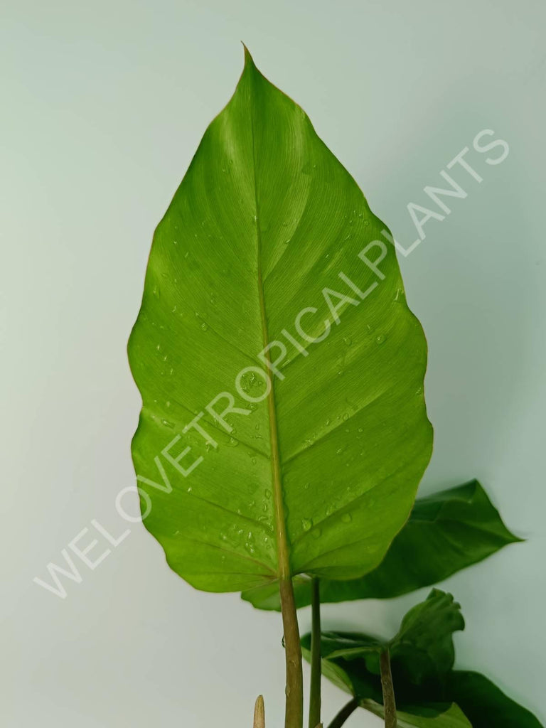 Philodendron snowdrift green