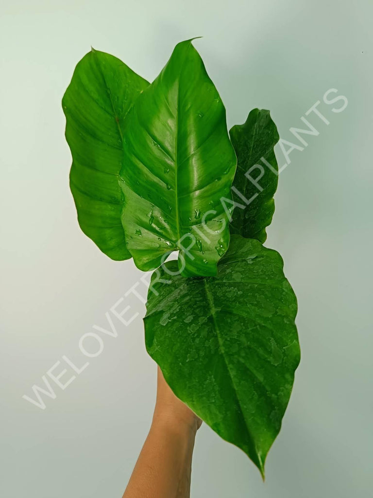 Philodendron snowdrift green