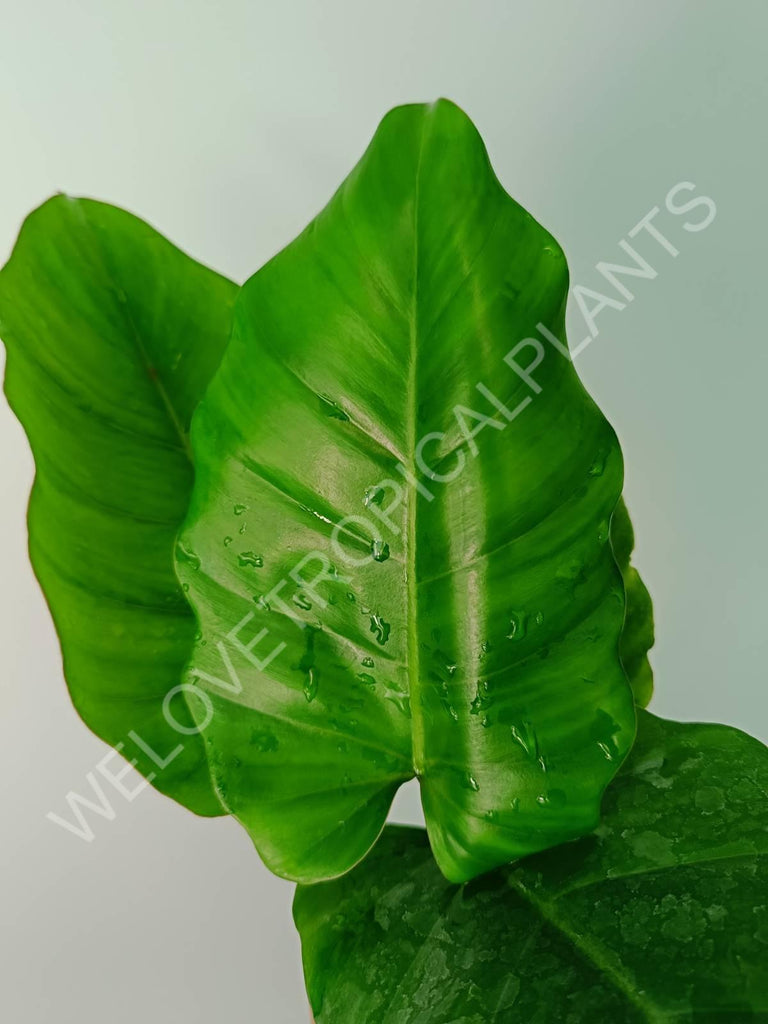 Philodendron snowdrift green