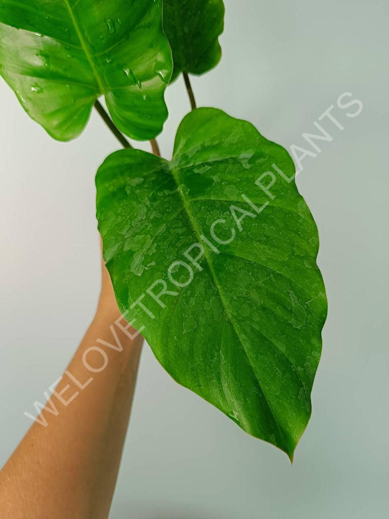 Philodendron snowdrift green