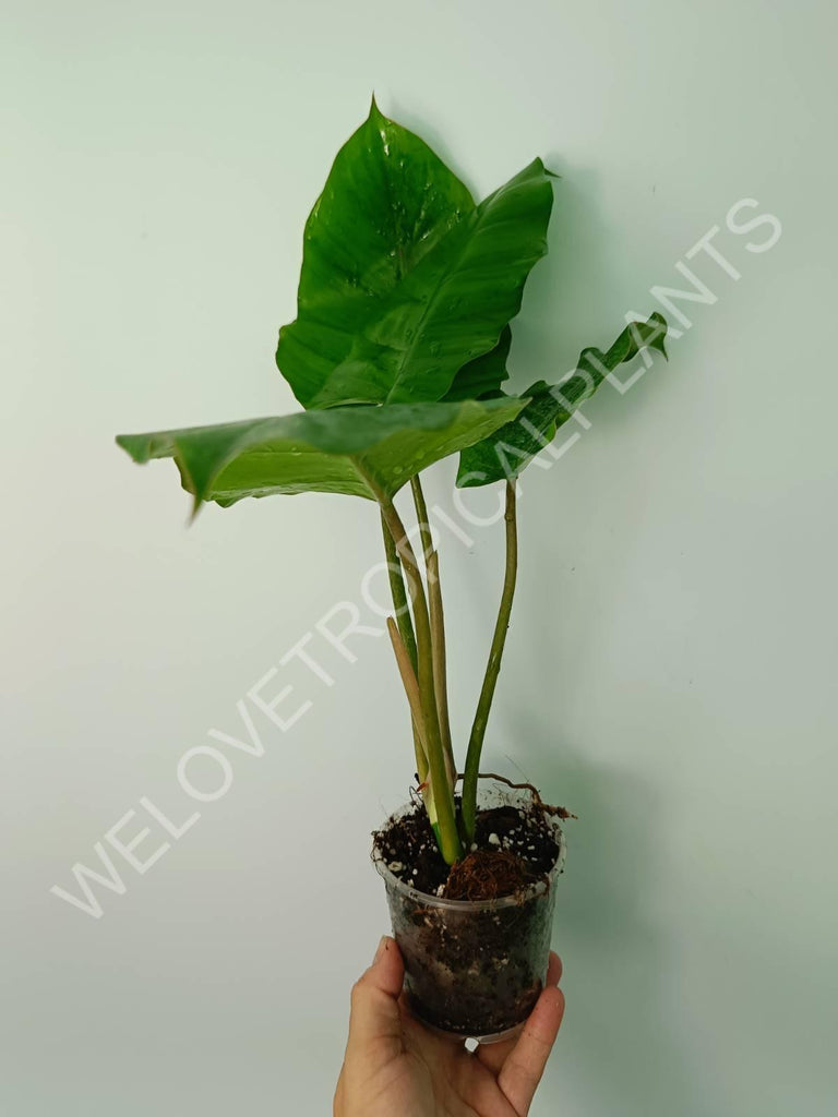 Philodendron snowdrift green