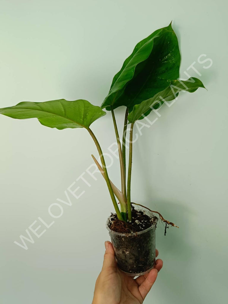 Philodendron snowdrift green