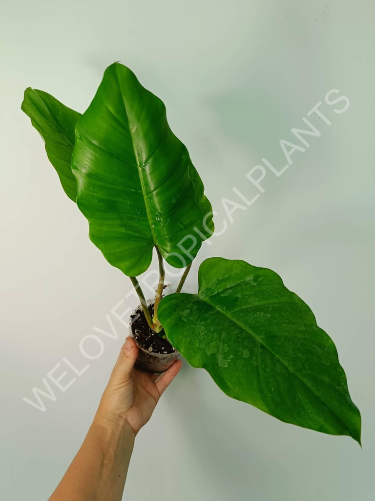 Philodendron snowdrift green