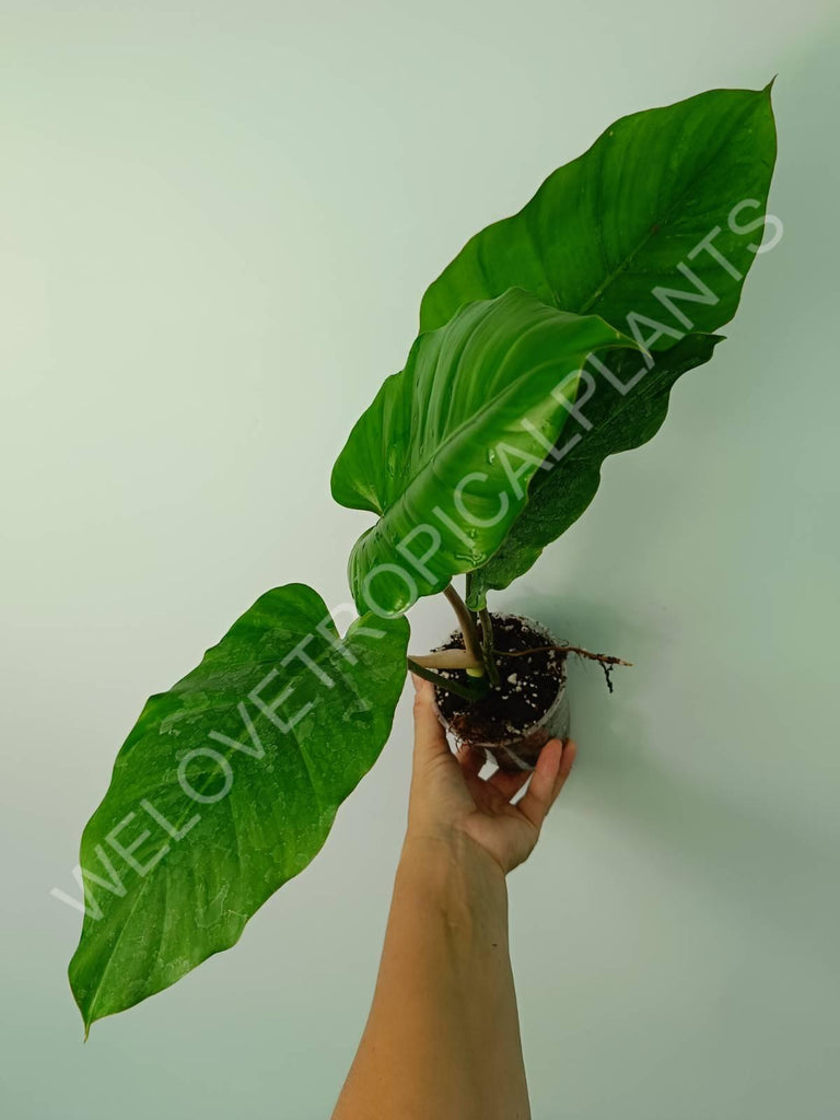 Philodendron snowdrift green