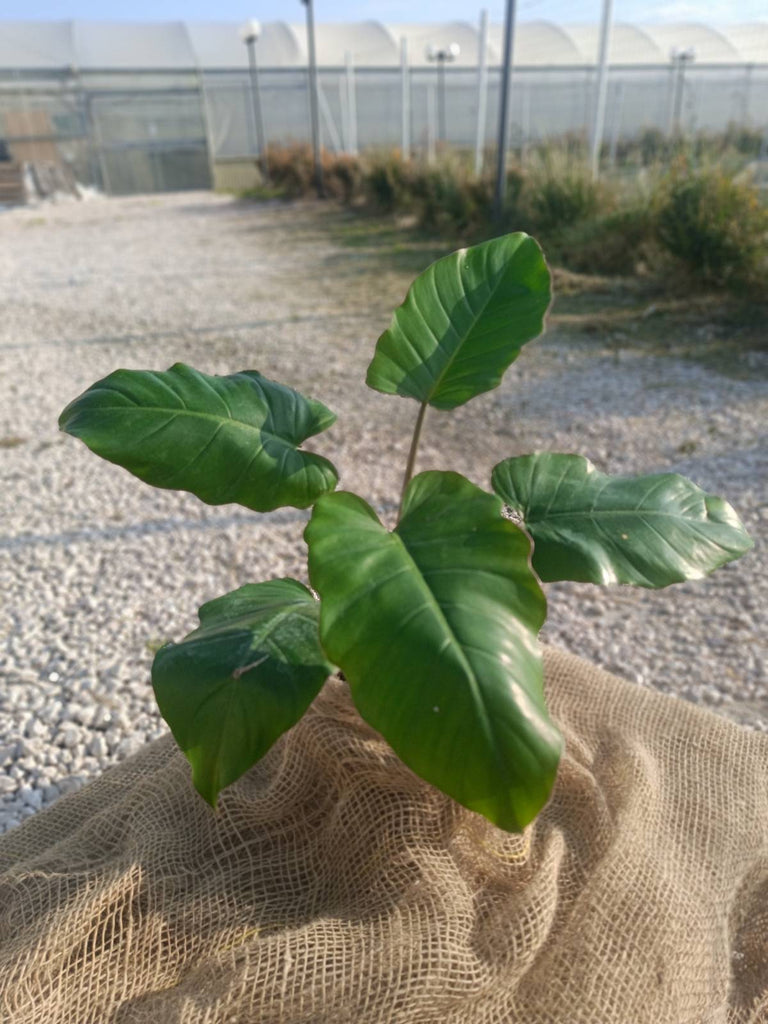 Philodendron snowdrift green 