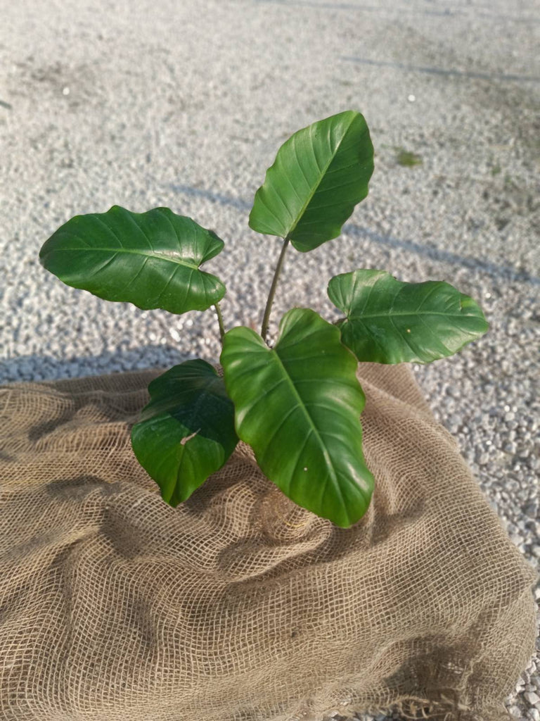 Philodendron snowdrift green 