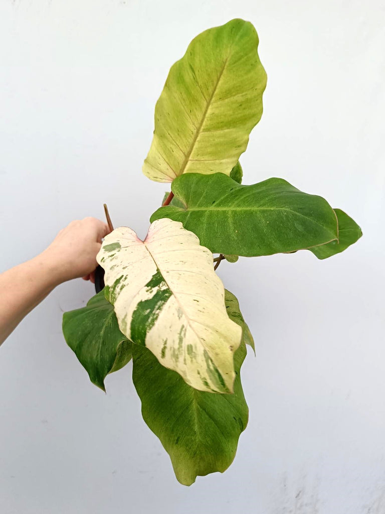 Philodendron snowdrift variegata