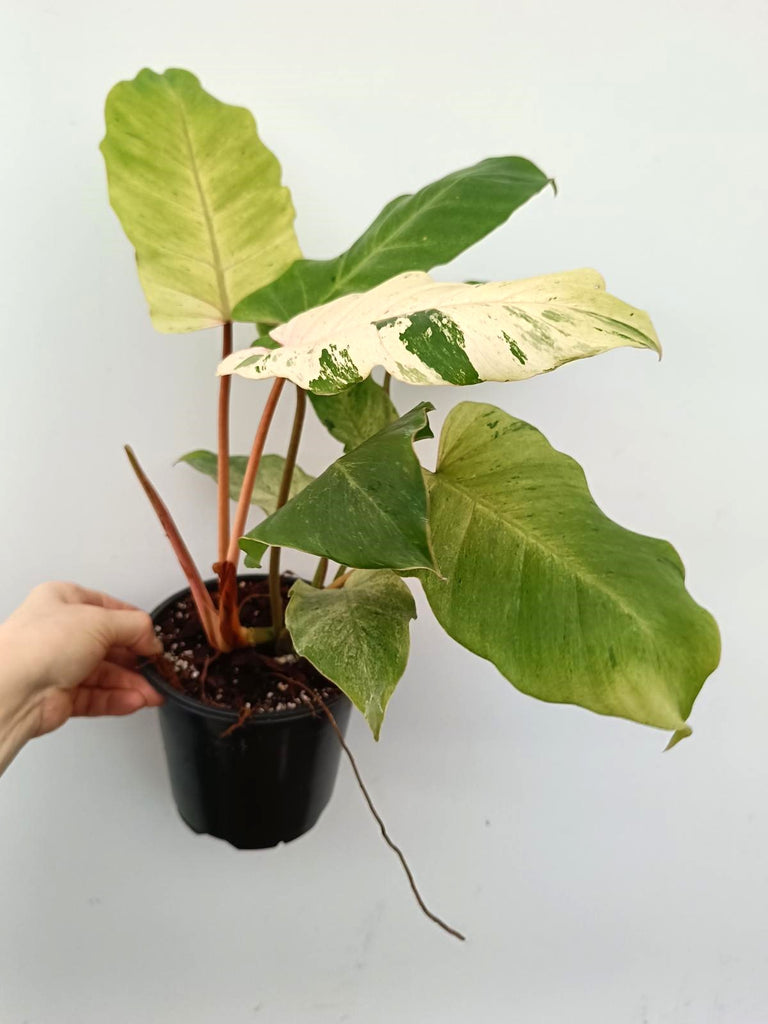 Philodendron snowdrift variegata