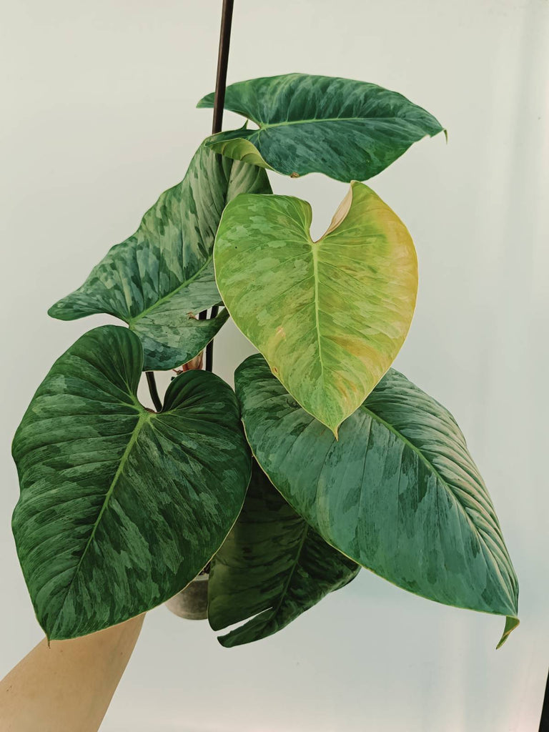 Philodendron sodiroi