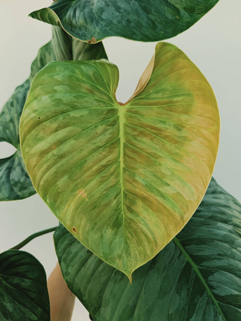 Philodendron sodiroi