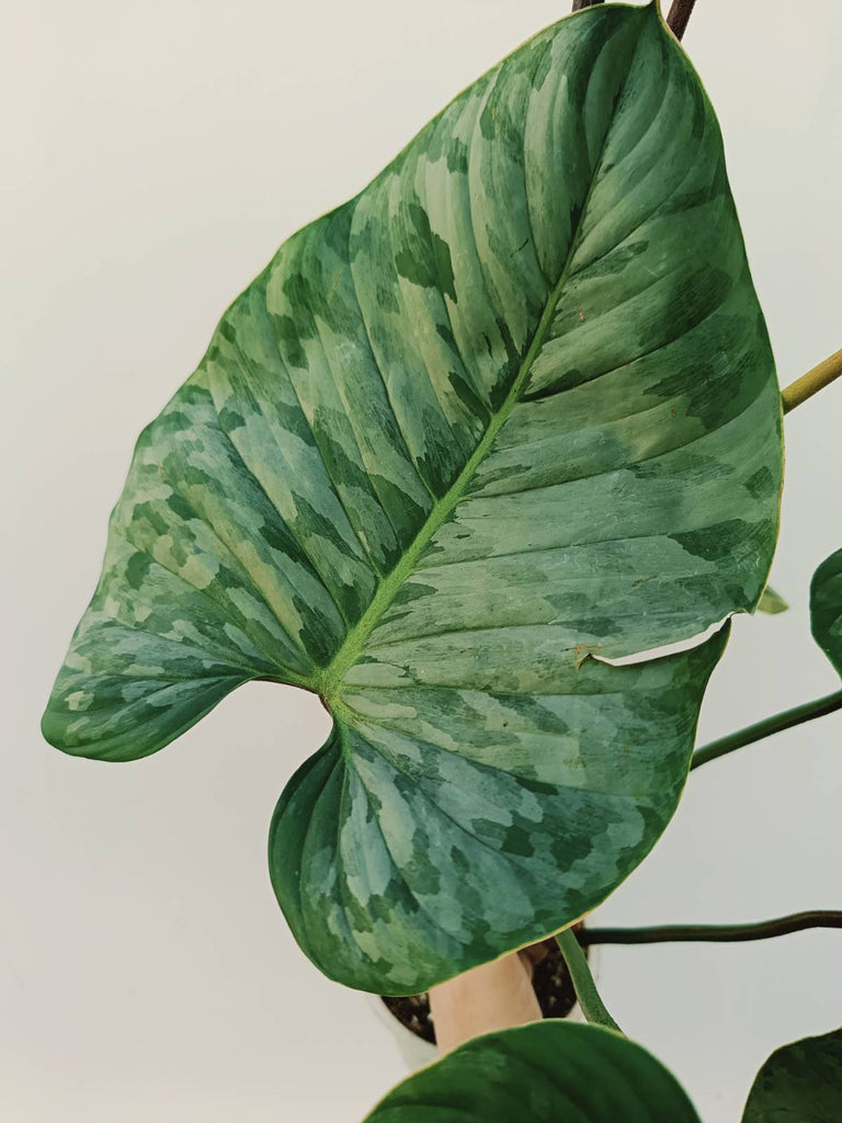 Philodendron sodiroi