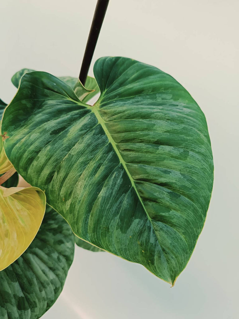 Philodendron sodiroi