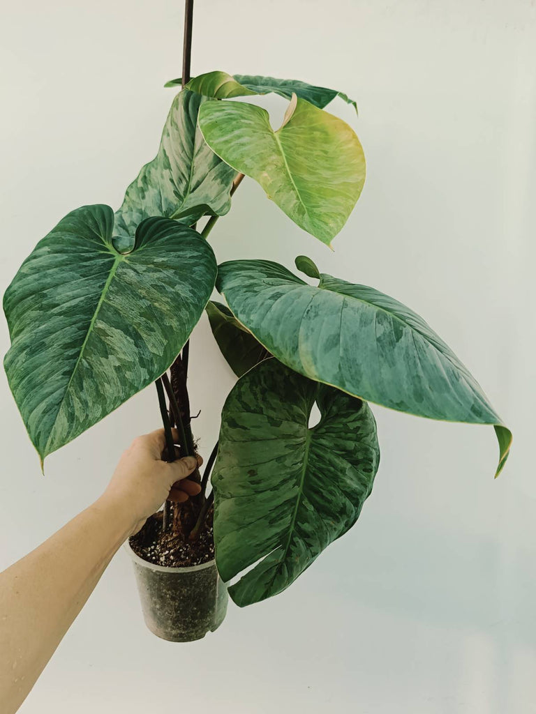 Philodendron sodiroi