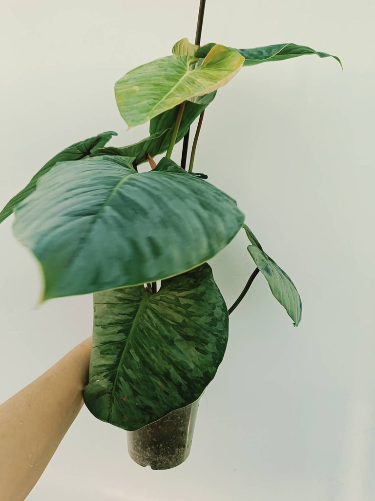 Philodendron sodiroi