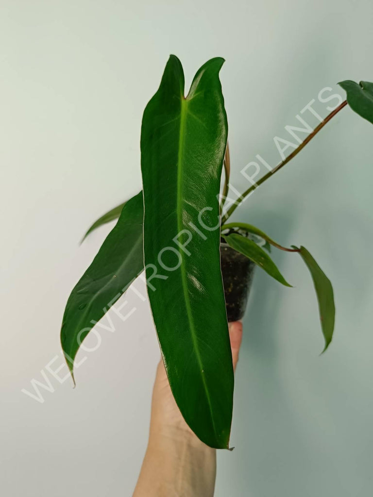 Philodendron spiritus sancti