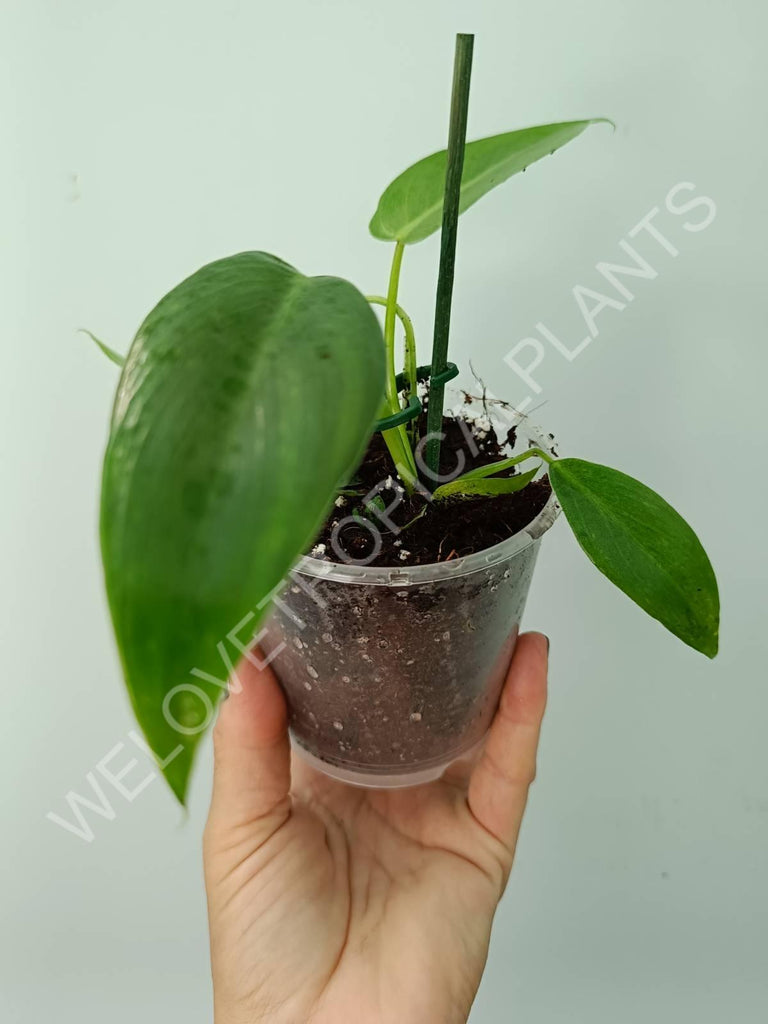 Philodendron spiritus sancti