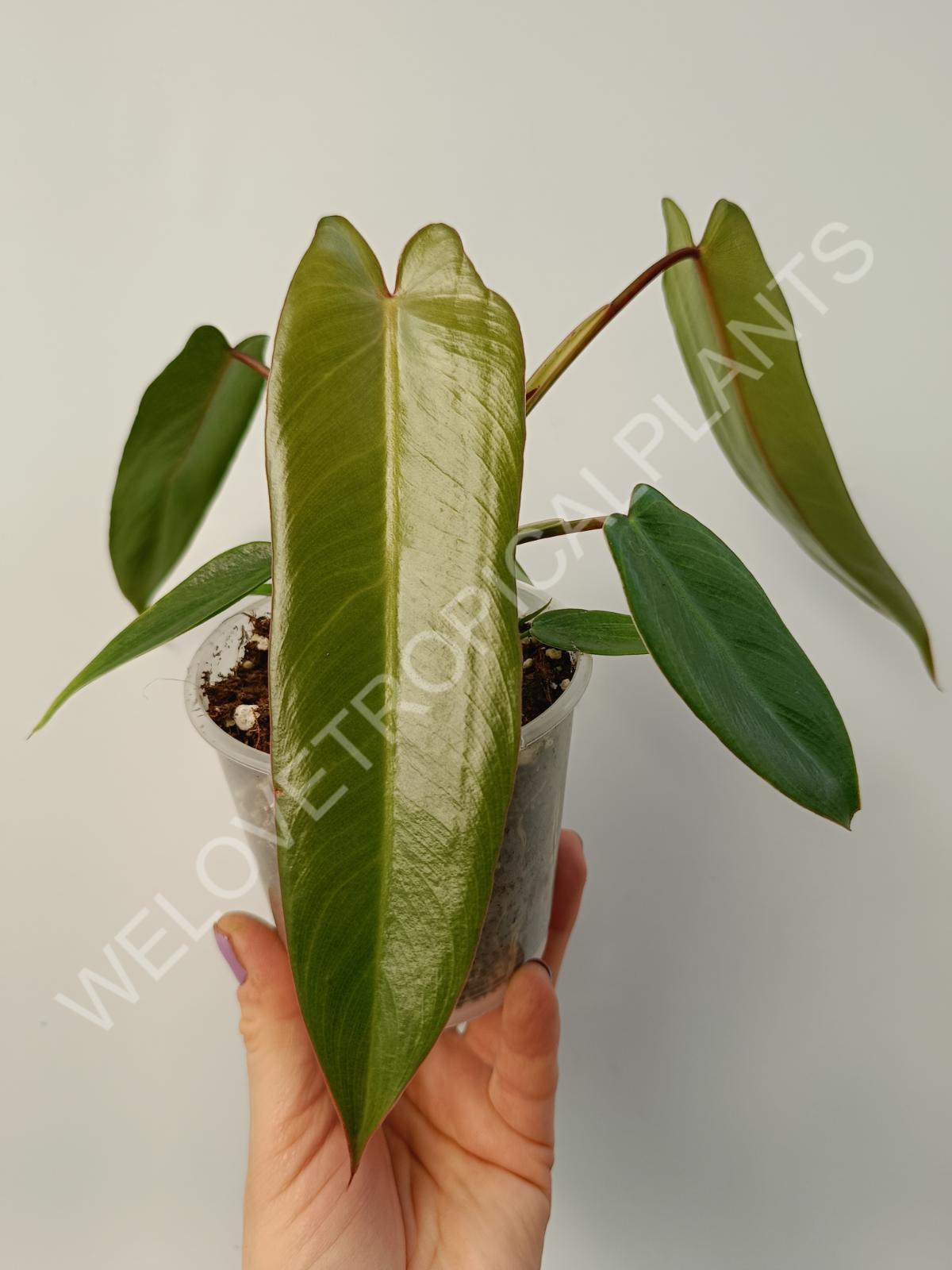 PHILODENDRON SPIRITUS SANCTI – Welovetropicalplants