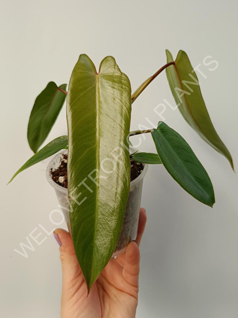 Philodendron spiritus sancti