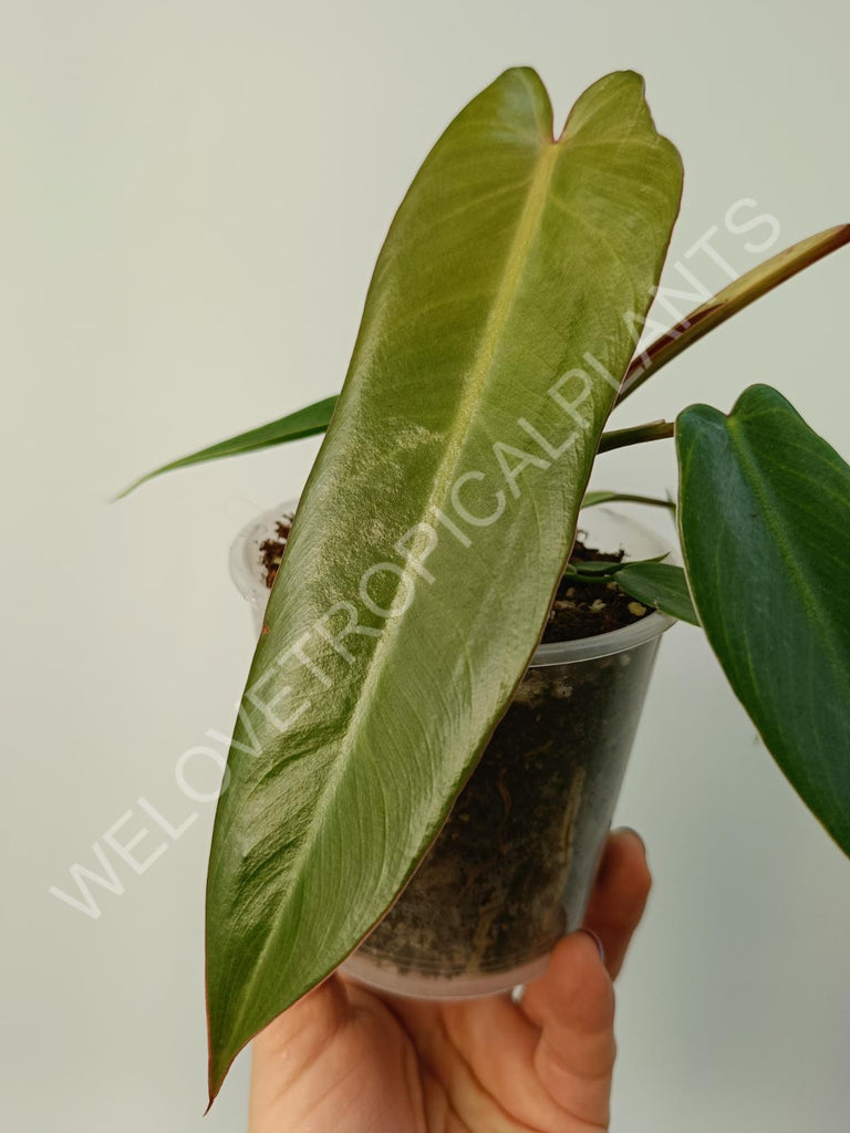 Philodendron spiritus sancti