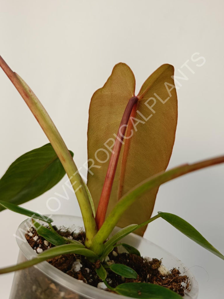 Philodendron spiritus sancti