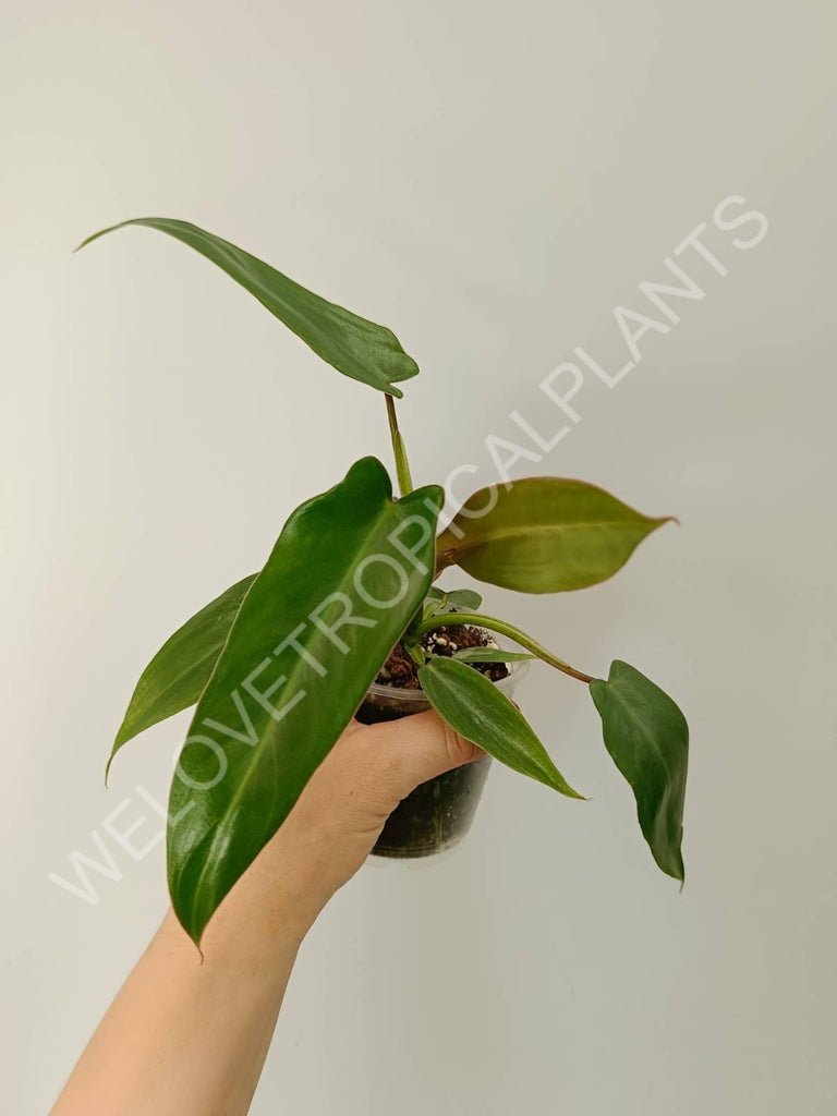 Philodendron spiritus sancti