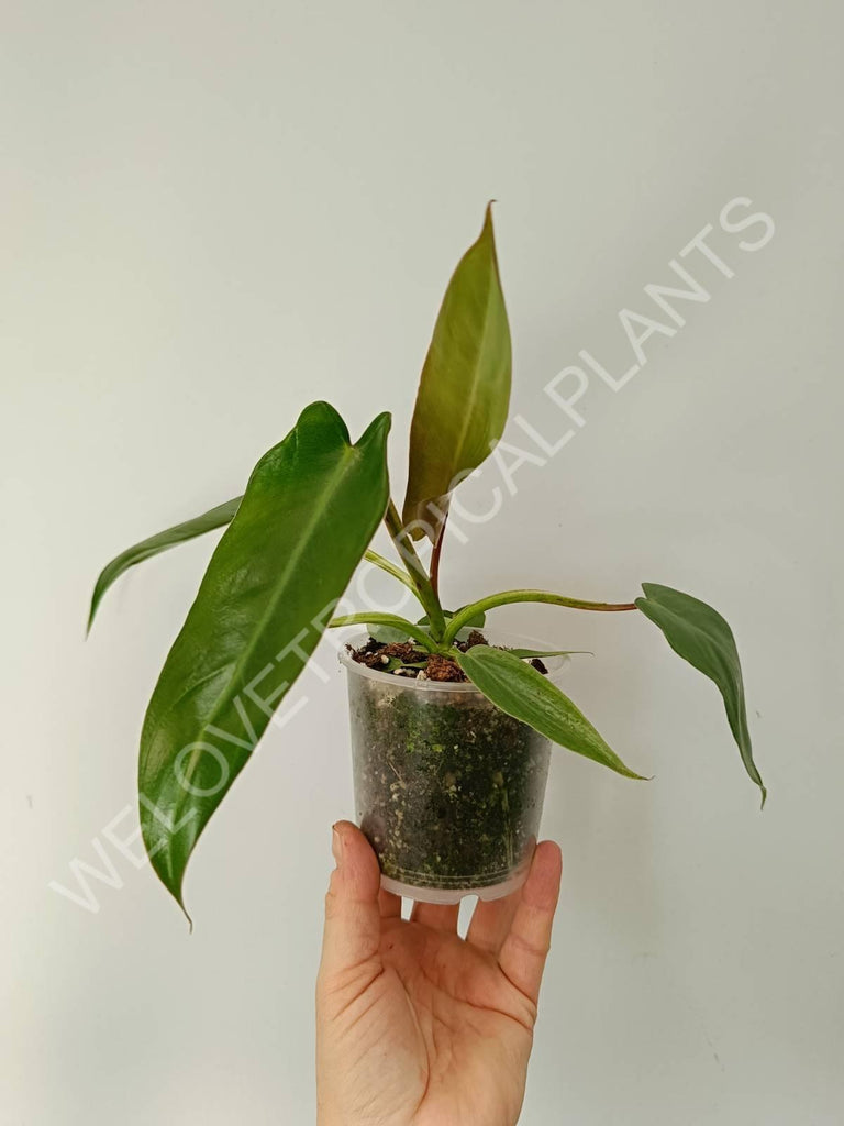 Philodendron spiritus sancti