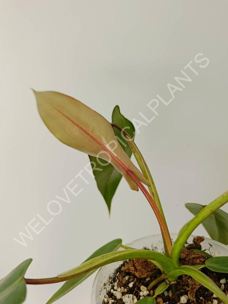 Philodendron spiritus sancti