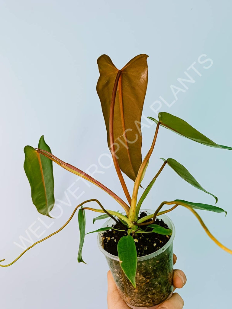 Philodendron spiritus sancti