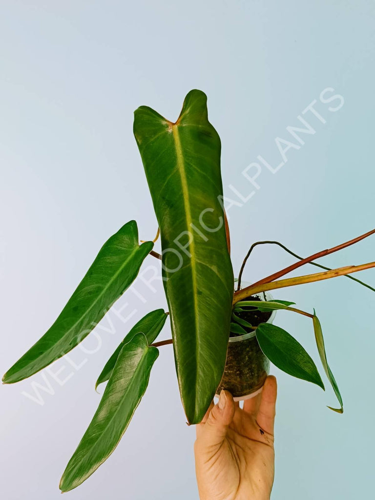 Philodendron spiritus sancti