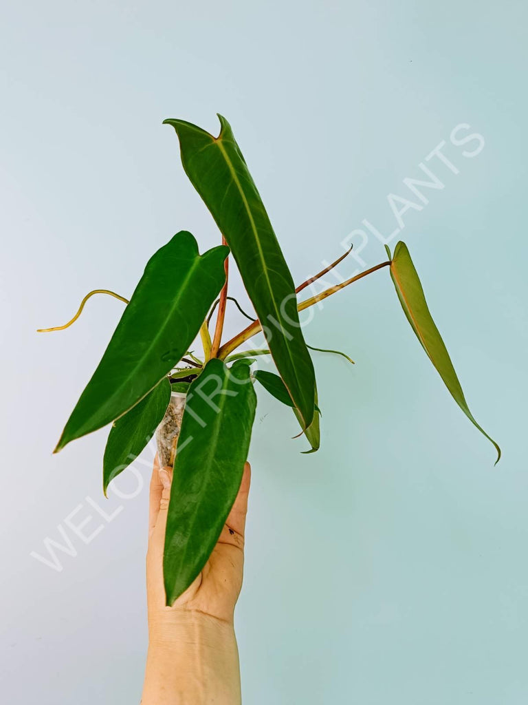 Philodendron spiritus sancti