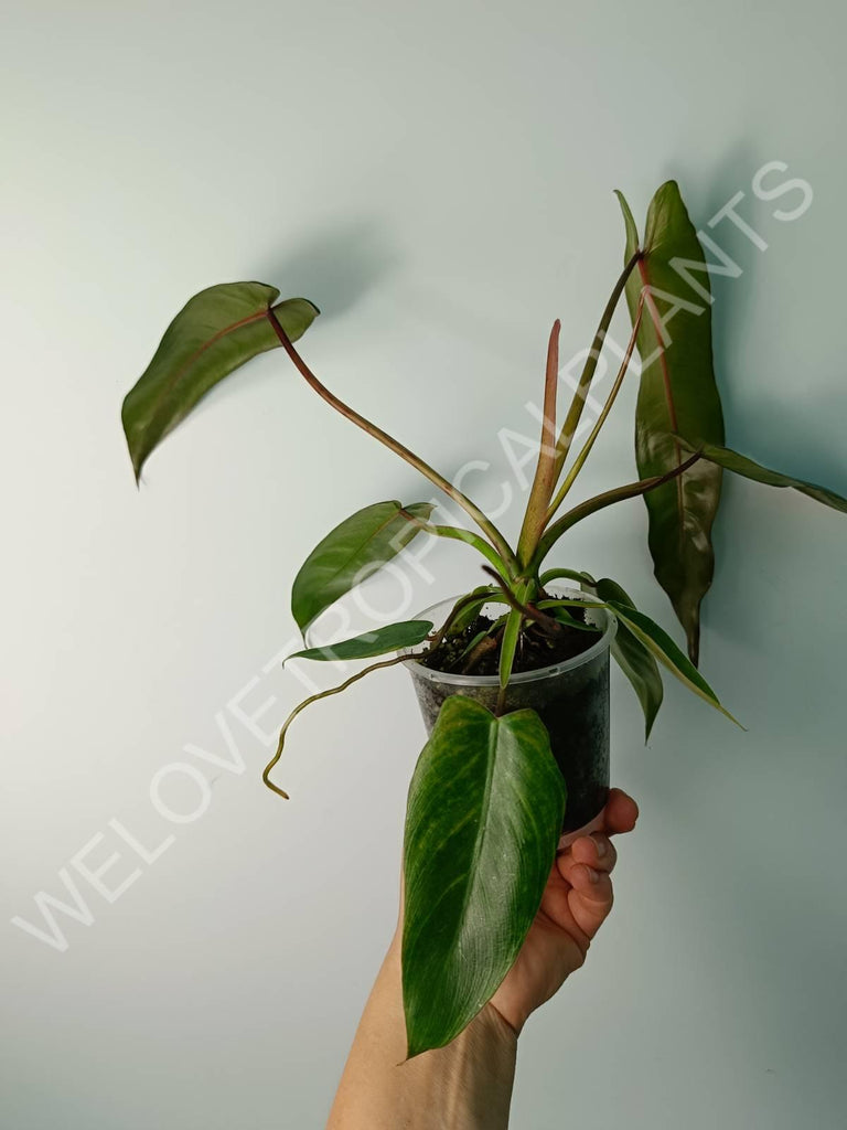 Philodendron spiritus sancti