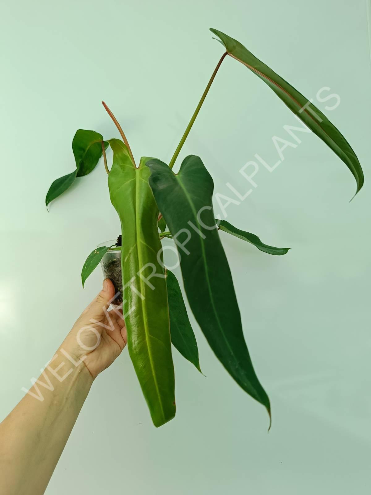 Philodendron spiritus sancti