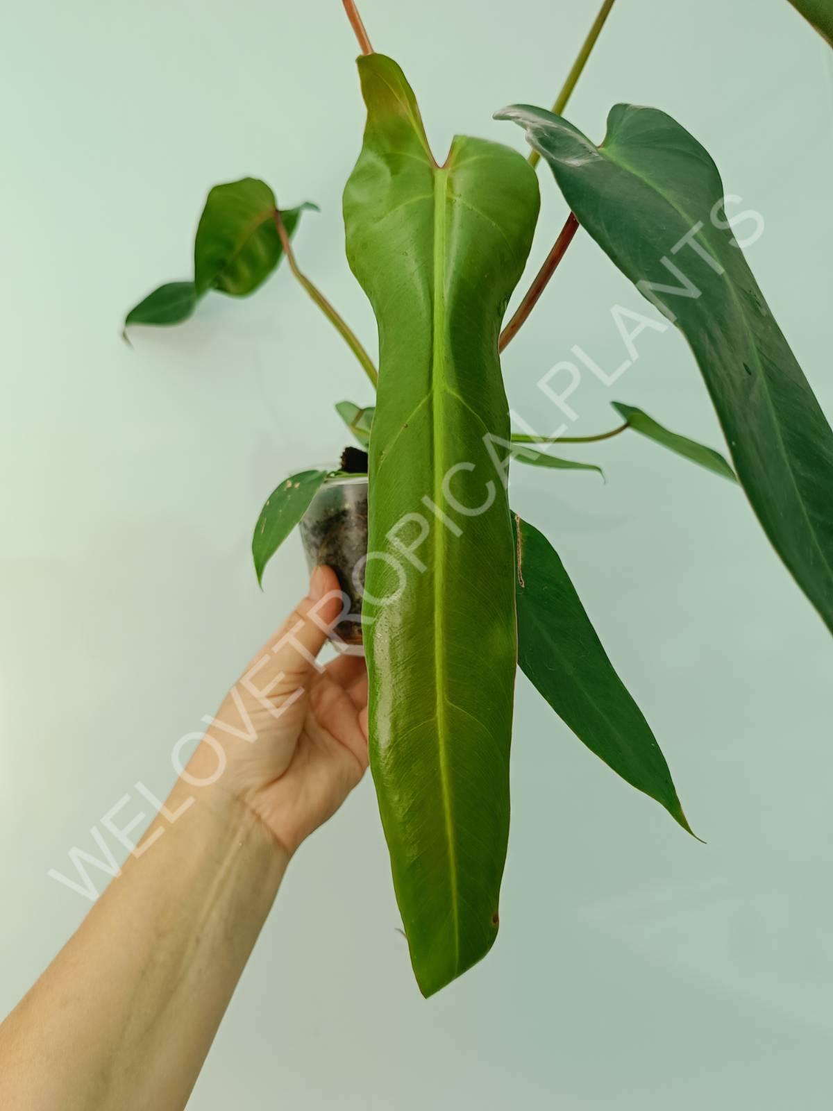 Philodendron spiritus sancti