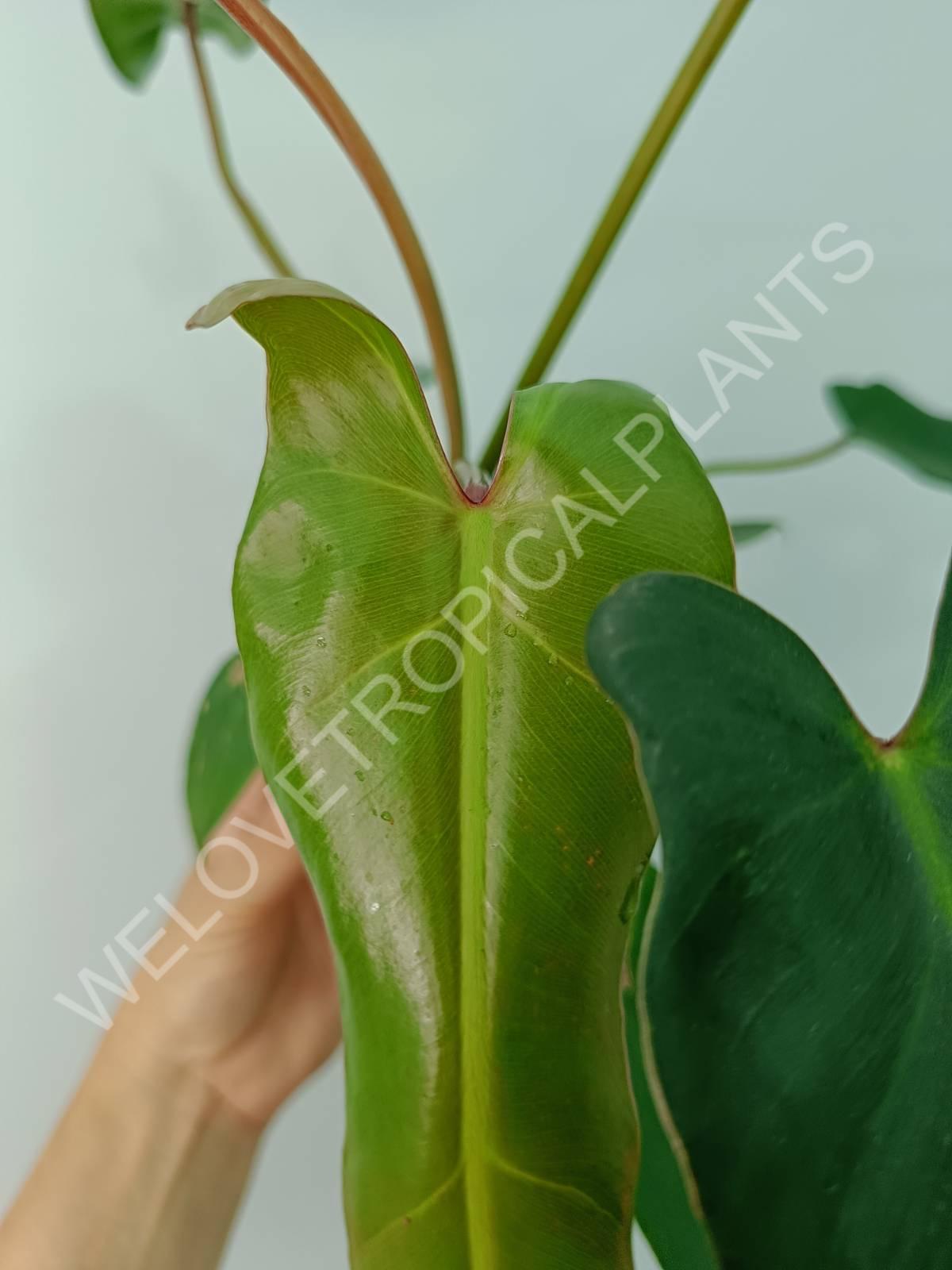 Philodendron spiritus sancti