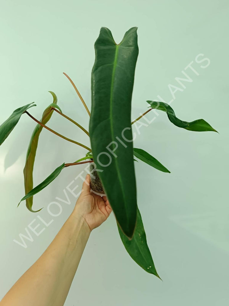 Philodendron spiritus sancti