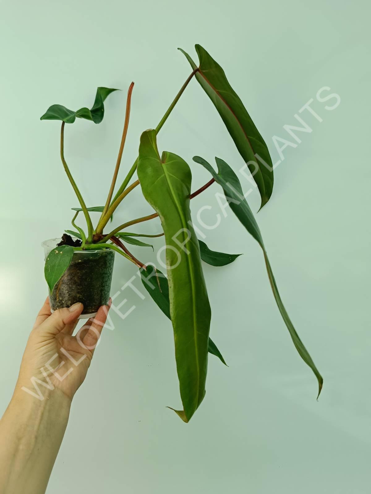 Philodendron spiritus sancti