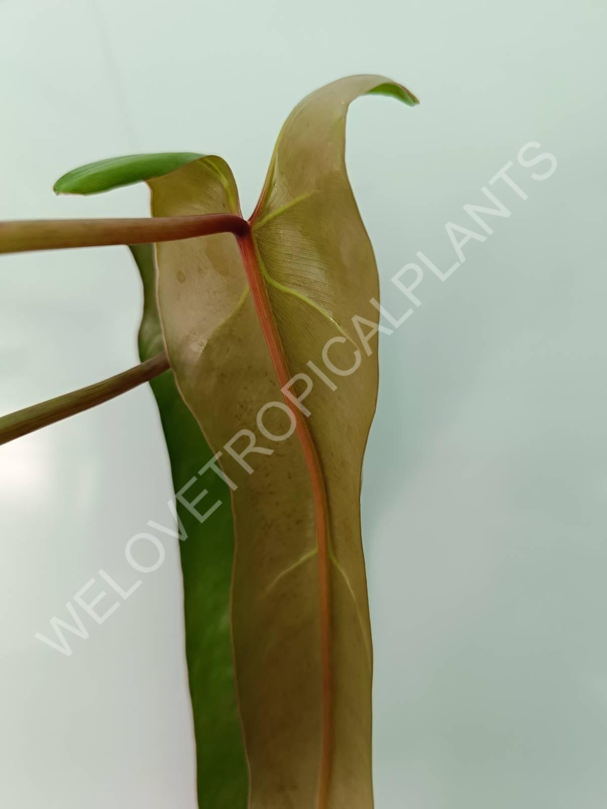 Philodendron spiritus sancti