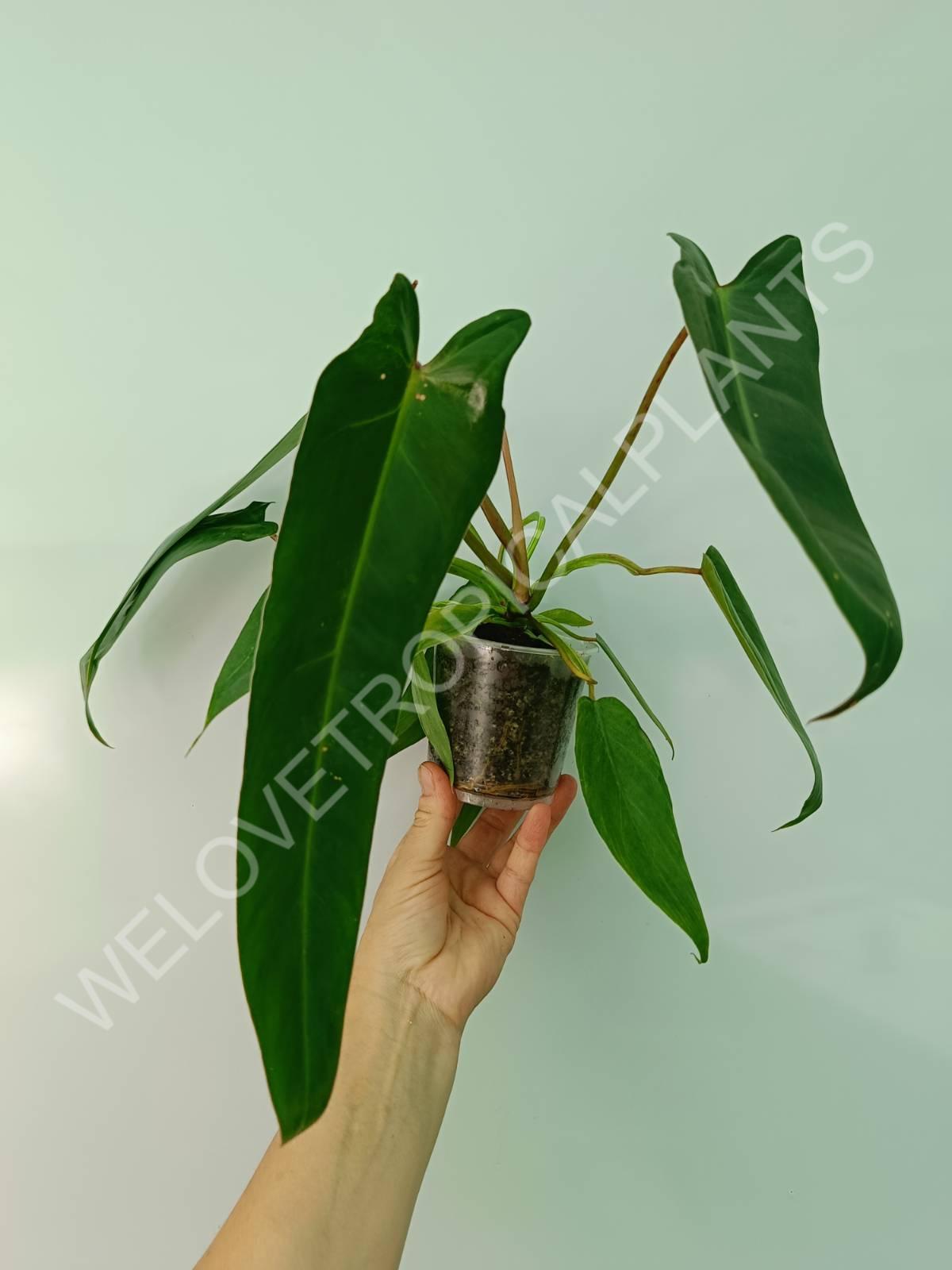 Philodendron spiritus sancti 