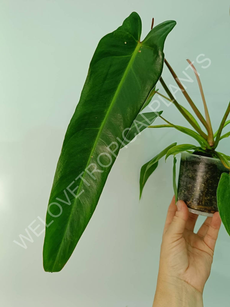 Philodendron spiritus sancti 