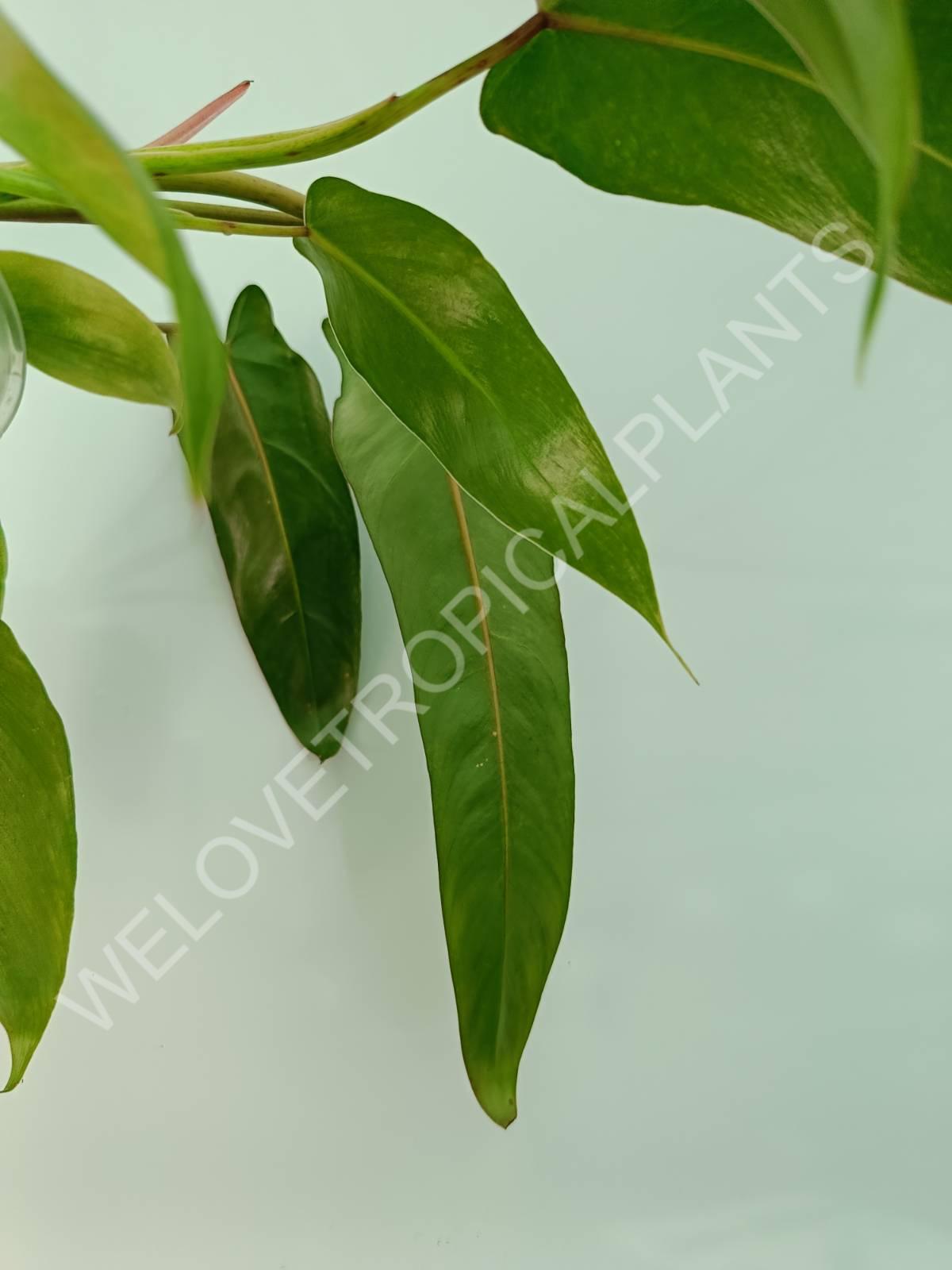 Philodendron spiritus sancti 