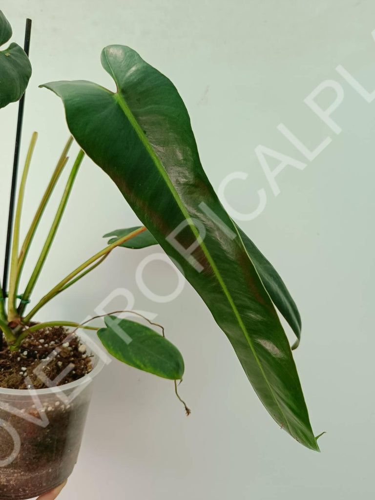 Philodendron spiritus sancti