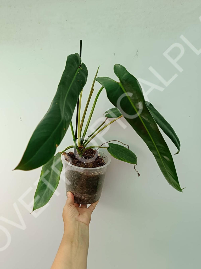 Philodendron spiritus sancti