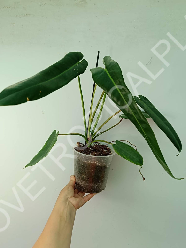 Philodendron spiritus sancti