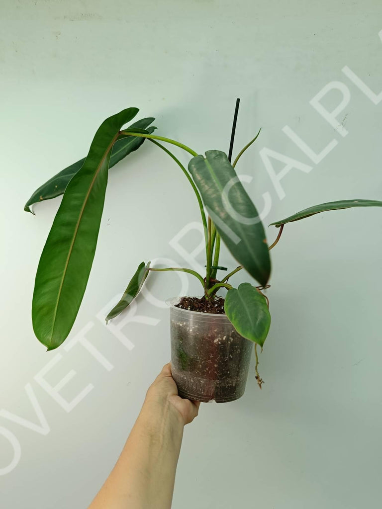 Philodendron spiritus sancti