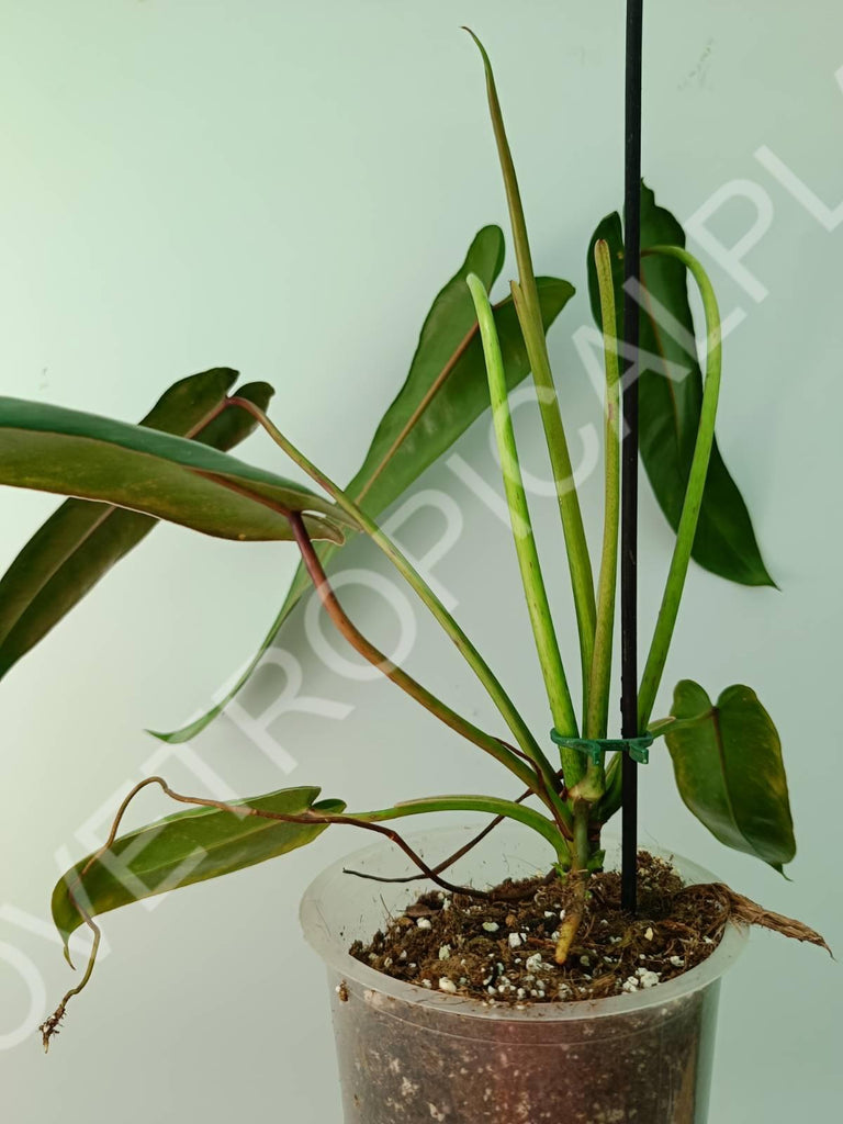 Philodendron spiritus sancti