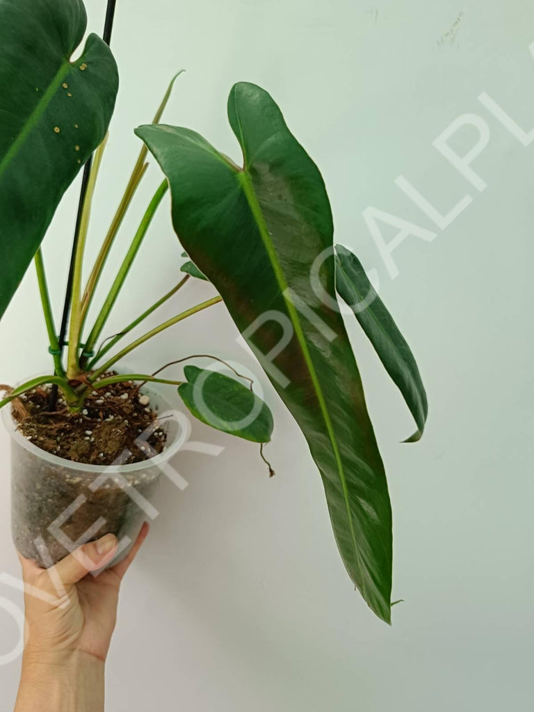 Philodendron spiritus sancti