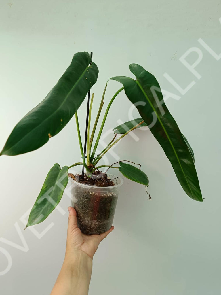 Philodendron spiritus sancti