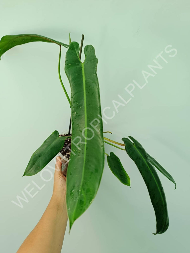 Philodendron spiritus sancti