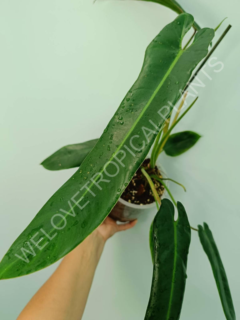 Philodendron spiritus sancti