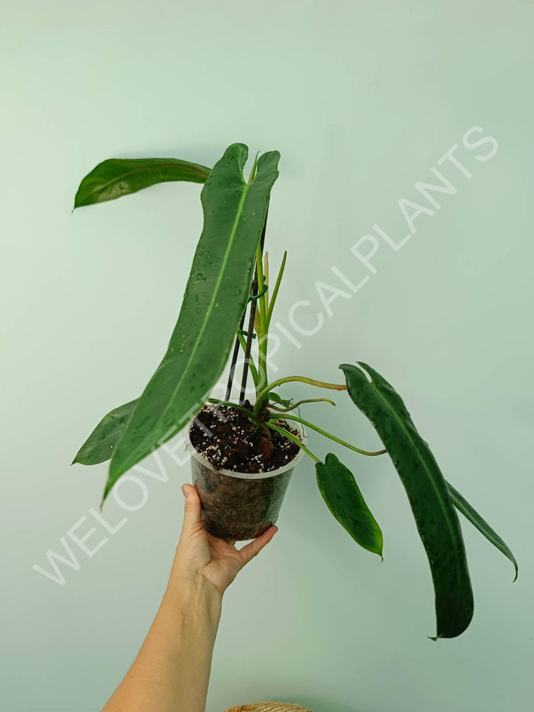 Philodendron spiritus sancti